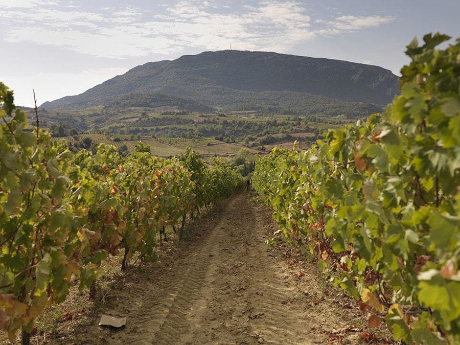 rows of vines at Strofilia winery vineyards in the background of trees and mountains